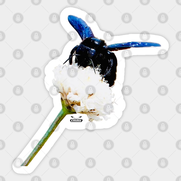 Blue Bee Sticker by Wolf Art / Swiss Artwork Photography